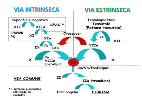 Via estrinseca e via intrinseca